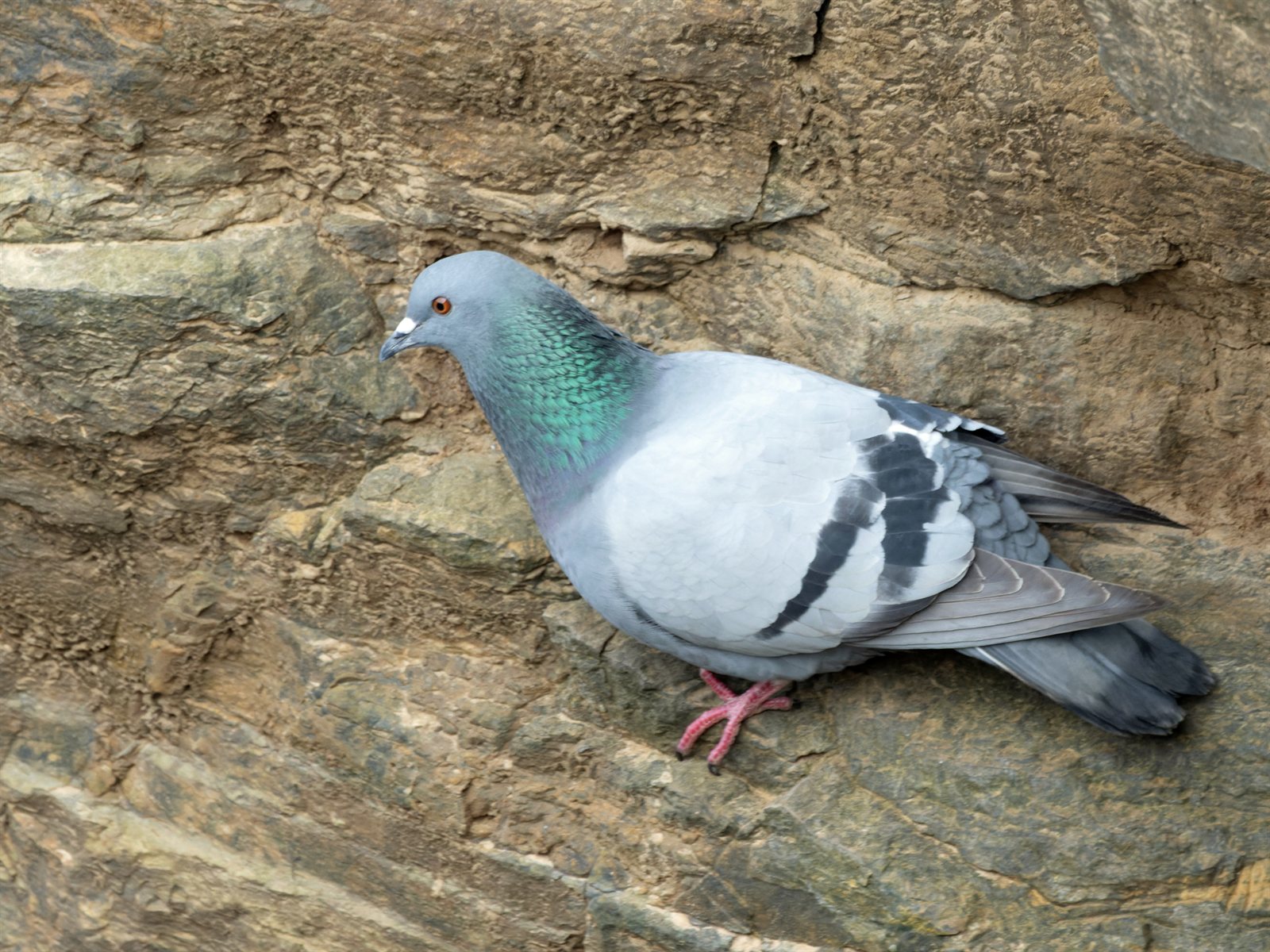 A Word for the Pigeons